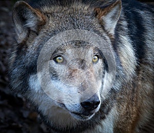 The Eurasian wolf Canis lupus lupus