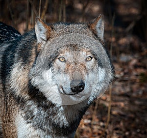 The Eurasian wolf (Canis lupus lupus