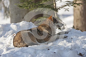 Eurasian wolf, Canis lupus lupus