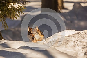 Eurasian wolf (Canis lupus lupus) cautiously coming out from behind the snow