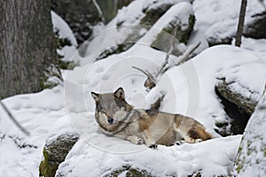 Eurasian wolf, canis lupus lupus, common wolf, Europe