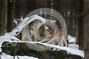 Eurasian wolf, canis lupus lupus, common wolf, Europe