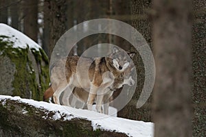 Eurasian wolf, canis lupus lupus, common wolf, Europe