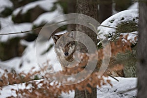 Eurasian wolf, canis lupus lupus, common wolf, Europe