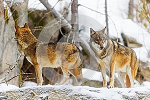 Eurasian wolf Canis lupus lupus two males walking through the snowy countryside