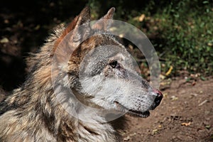 Eurasian wolf (Canis lupus lupus). photo