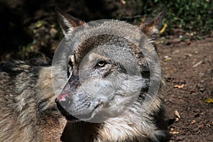 Eurasian wolf (Canis lupus lupus). photo