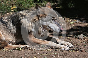 Eurasian wolf (Canis lupus lupus). photo