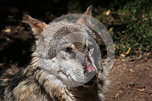 Eurasian wolf (Canis lupus lupus). photo