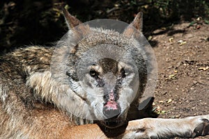 Eurasian wolf (Canis lupus lupus). photo