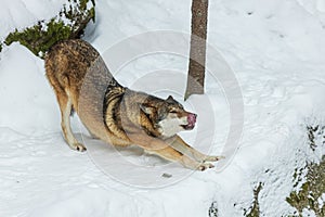Eurasian wolf Canis lupus lupus the youngster stretches and licks his muzzle
