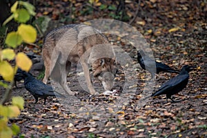 Eurasian wolf eating the prey in the field with ravens