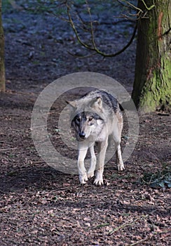 Eurasian Wolf in Forest Trees