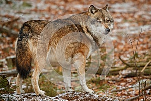 Eurasian wolf in nature habitat in bavarian forest