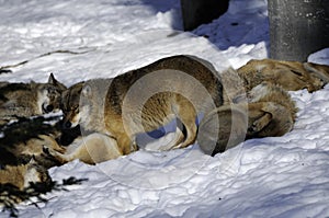 Eurasian wolf pack in snow