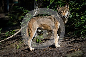 Eurasian wolf portrait in nature park