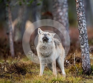 Eurasian wolf. Scientific name: Canis lupus lupus. Natural habitat.