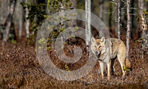 Eurasian wolf,  Scientific name: Canis lupus lupus. Natural habitat