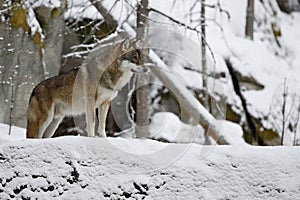 Eurasian wolf in white winter habitat, beautiful winter forest