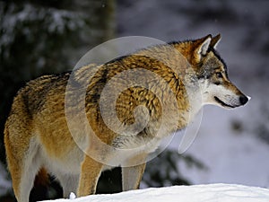 Eurasian wolf in winter snow