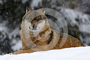 Eurasian wolf in winter snow