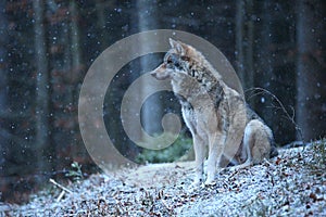 Eurasian wolf in the winter snow fall