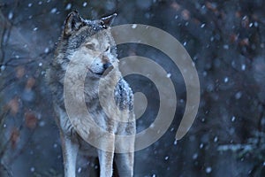 Eurasian wolf in the winter snow fall