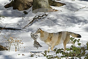 Eurasian wolf in winterforest