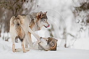 Eurasian wolves roughhousing on snow at Nature Park