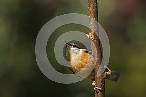 Eurasian or wood nuthatch bird Sitta europaea perched on a bra