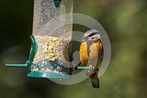 Eurasian or wood nuthatch bird Sitta europaea perched on a bra