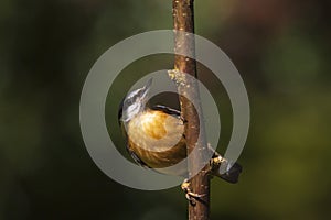 Eurasian or wood nuthatch bird Sitta europaea perched on a bra