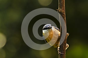 Eurasian or wood nuthatch bird Sitta europaea perched on a branch, foraging in a forest