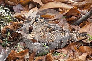Eurasian woodcock, Scolopax rusticola, camouflaged