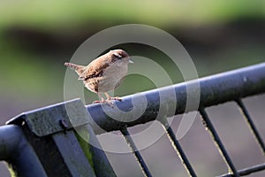 Eurasian Wren