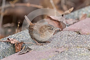 Eurasian wren with catch in beak with blurred background