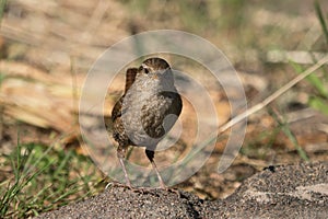 Eurasian wren on the ground