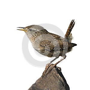 Eurasian wren on a rock isolated