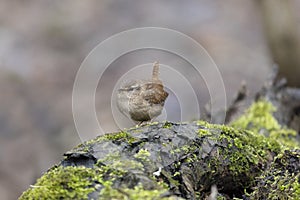 Eurasian wren sits on an old stump