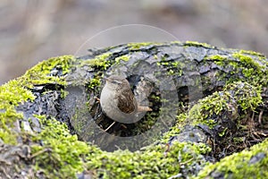 Eurasian wren sits on an old stump