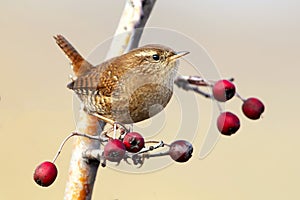 Eurasian wren on slim branch with berries photo