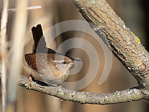 Eurasian wren, Troglodytes troglodytes. A bird sits on a tree branch on the bank of the river