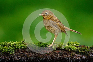 Eurasian wren, Troglodytes troglodytes, brown songbird sitting in the water, nice lichen tree branch, bird in the nature habitat,