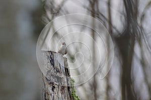 Eurasian wren (Troglodytes troglodytes) Germany