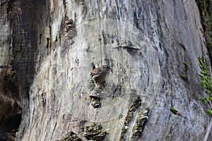 Eurasian wren (Troglodytes troglodytes) Germany