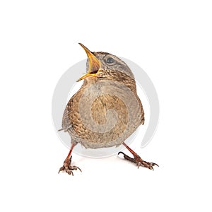 Eurasian Wren, Troglodytes troglodytes, isolated on white background