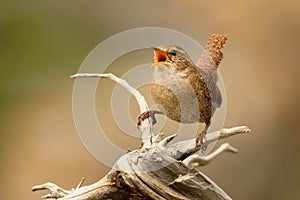 Eurasian Wren Troglodytes troglodytes singing on the branch