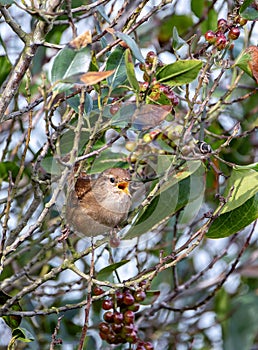 Eurasian wren, Troglodytes troglodytes singing in a bush