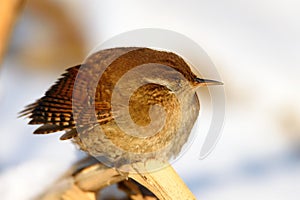 Eurasian Wren Troglodytes troglodytes sleeps on the reeds photo