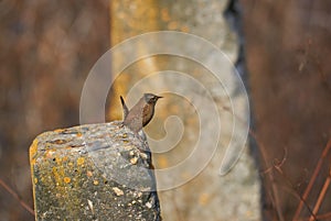 Eurasian wren or Troglodytes troglodytes a small bird